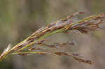 Common reed